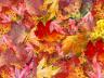 FallLeaves.jpg