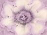 Gloxinia.jpg