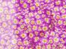HydrangeaClusters.jpg
