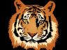 Roar.jpg